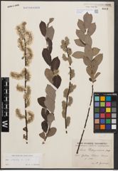 Foto von Salix cinerea L.